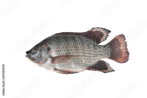 Fresh tilapia isolated on white background.Freshwater fish