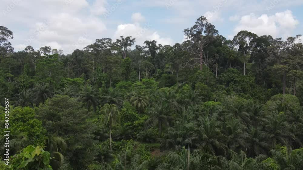 Aerial View Of Sepilok Jungle. Slow Ascending Push Forward Shot Aerial View Of Sepilok Jungle. Slow Ascending Push Forward Shot