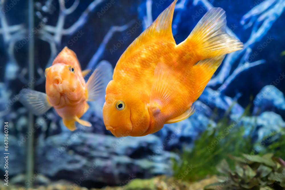 Orange parrot fish in the aquarium. Red Parrot Cichlid. Aquarium fish Orange parrot fish in the aquarium. Red Parrot Cichlid. Aquarium fish