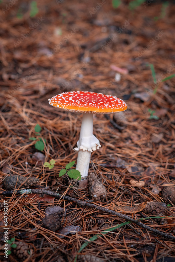 Inedible, poisonous mushroom is a red fly agaric. Beautiful forest background with a red mushroom close-up. Inedible, poisonous mushroom is a red fly agaric. Beautiful forest background with a red mushroom close-up.