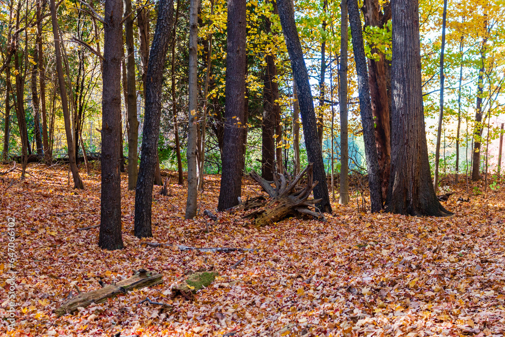 Autumn leaves carpet footpath through gold forest foliage