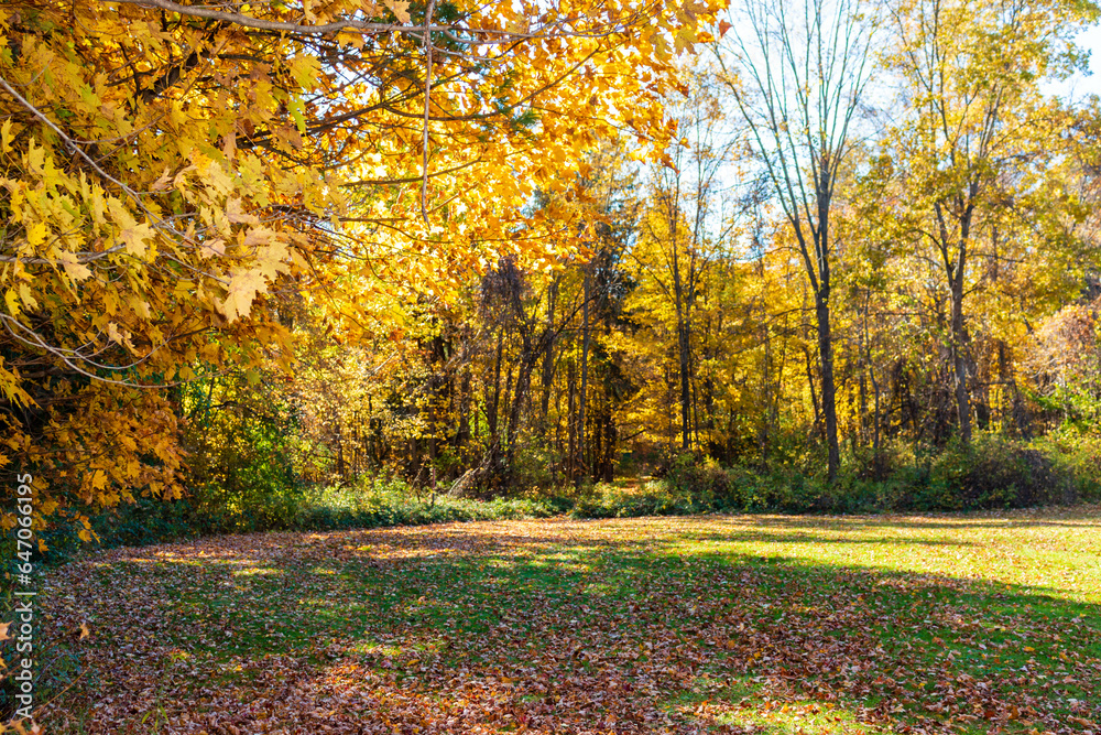 Autumn leaves carpet footpath through gold forest foliage