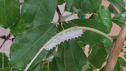 Static shot of white caterpillar climbing a small branch. photo