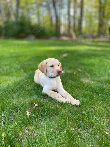 Yellow Lab Puppy in the Park