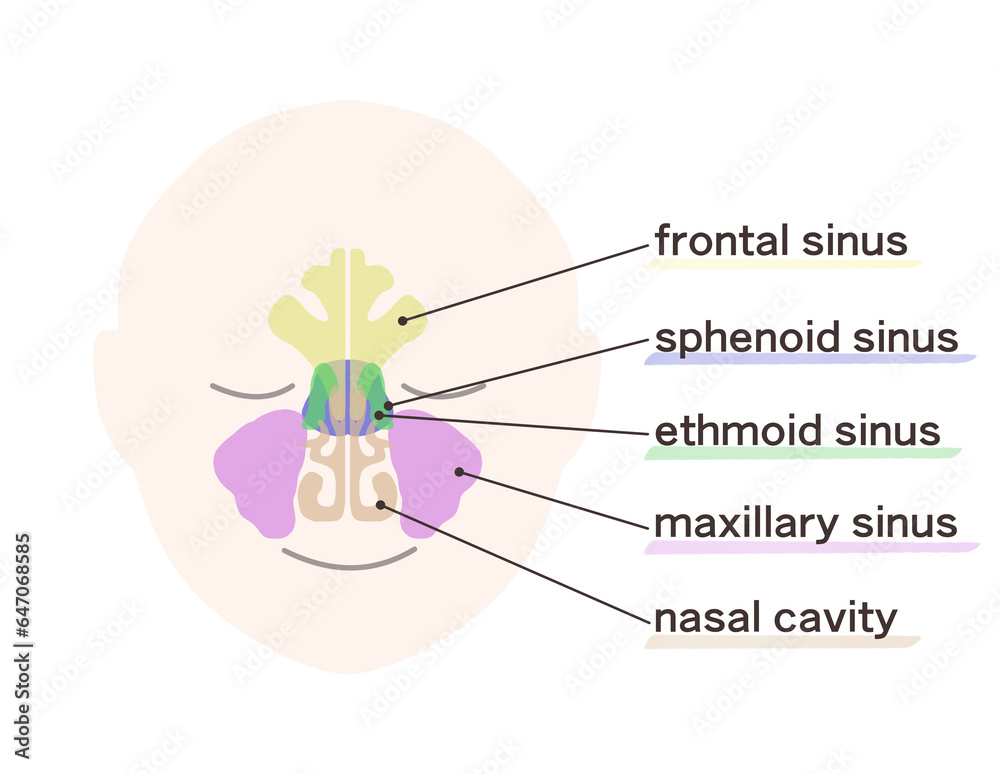 Fototapeta premium 副鼻腔の図解イラスト