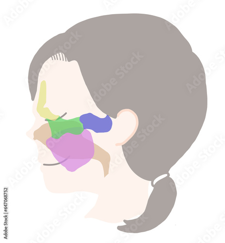 副鼻腔の図解イラスト photo