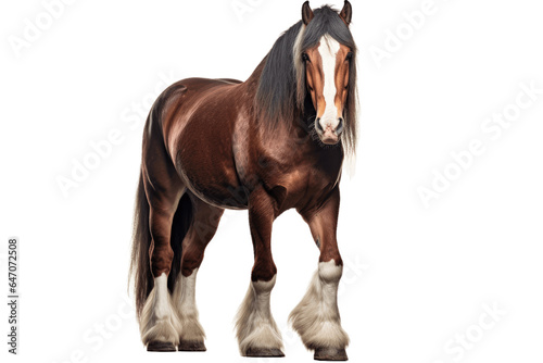 Clydesdale horse isolated on transparent background.
