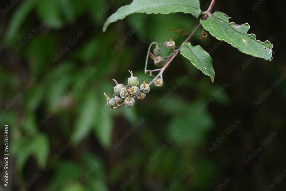Deutzia crenata fruits. Hydrangeaceae deciduous shrub. Flowering season is from May to July, and bowl-shaped capsules with a style remaining at the tip are produced in September to October. Deutzia crenata fruits. Hydrangeaceae deciduous shrub. Flowering season is from May to July, and bowl-shaped capsules with a style remaining at the tip are produced in September to October.