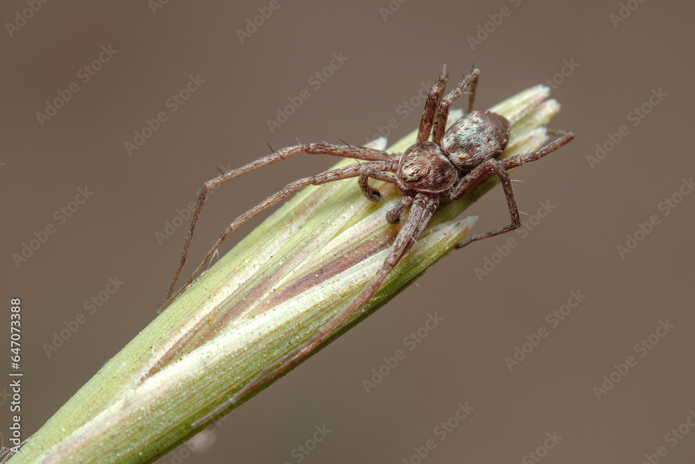 Running crab spider, Philodromus sp., waiting for preys at the top of a plant Running crab spider, Philodromus sp., waiting for preys at the top of a plant