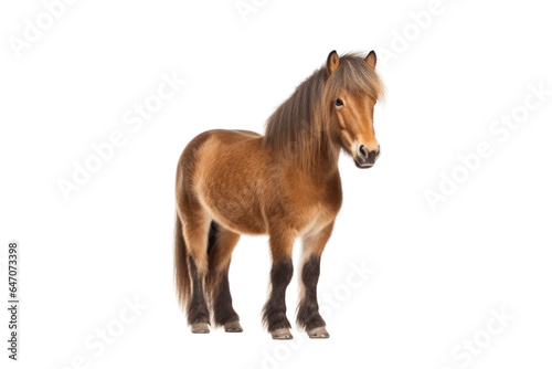 Shetland Pony isolated on transparent background.