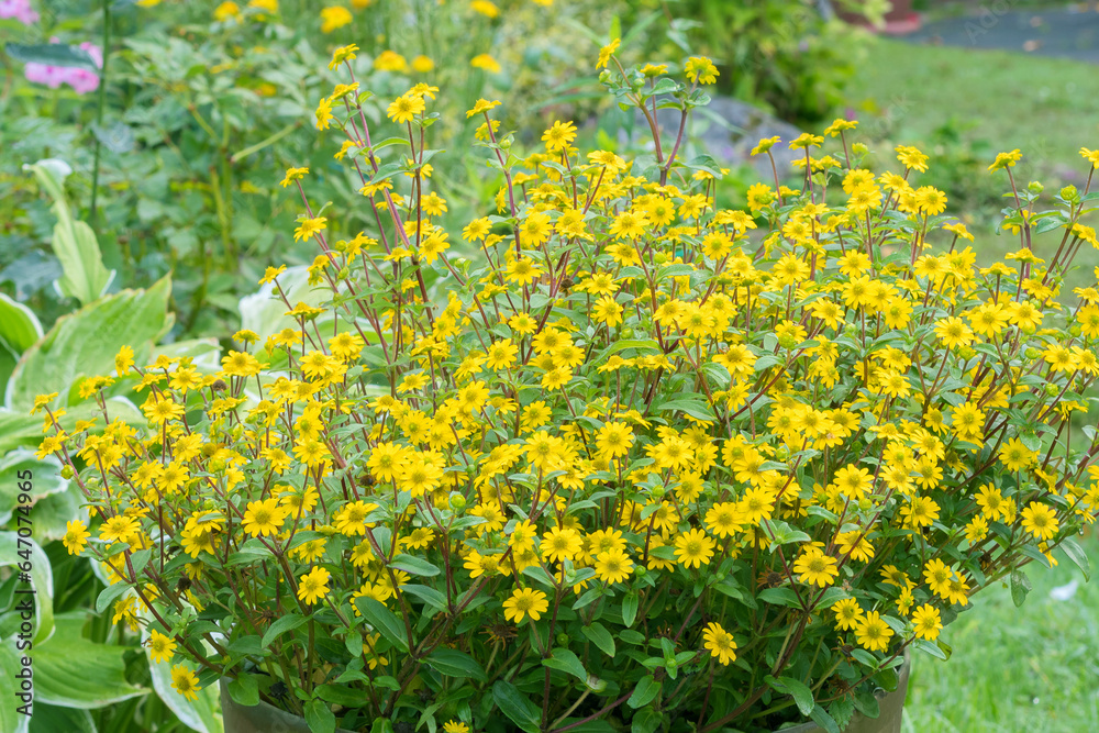 Fototapeta premium Beautiful annual ornamental flowering plant in a large pot yellow Sanvitalia.