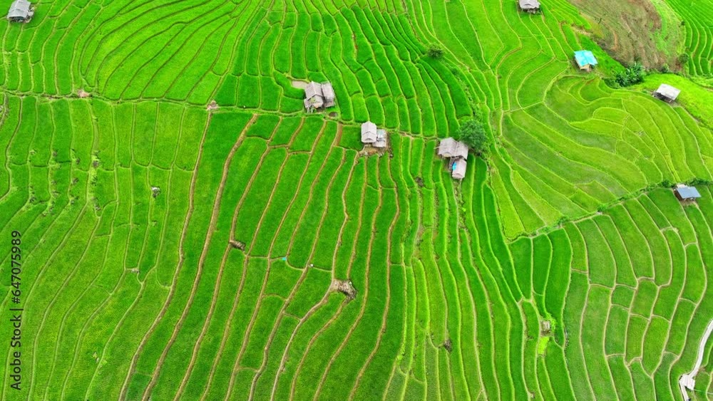 A sea of vibrant green rice terraces cascading down the hillsides. The ...