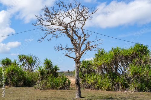 dry tree in the desert, dry tree near the beach, dry trees and a very sunny day, dry season, dry tree without leaves