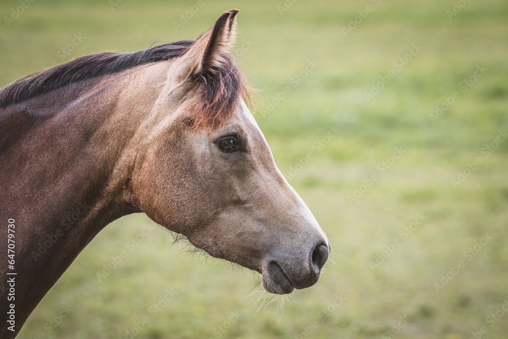 Obraz premium Pferd / Pony