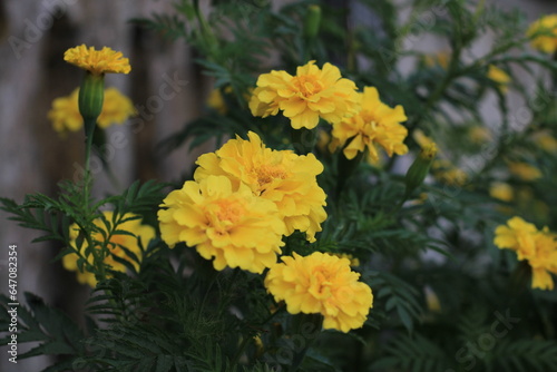 beautifull Yellow marigold in the garden