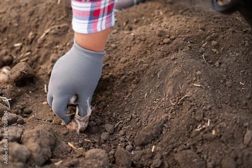Farmer in gloves planting crocus bulbs in the soil. Planting saffron concept