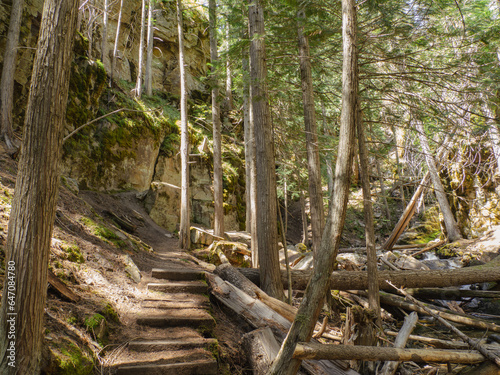 Hiking trail in Montana wilderness with lots of trees that fell into canyon 