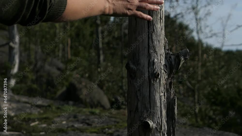 Woman touching and passing by snag tree in rocky preserved forest, Finland Woman touching and passing by snag tree in rocky preserved forest, Finland