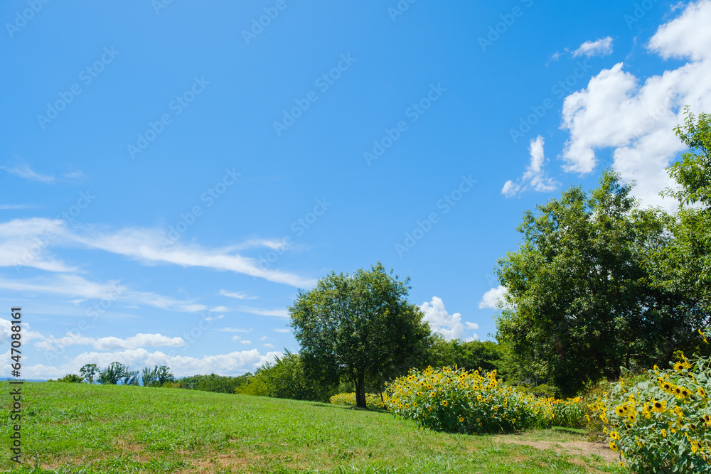 Obraz premium 公園とひまわり畑 サンフィニティ 奈良県