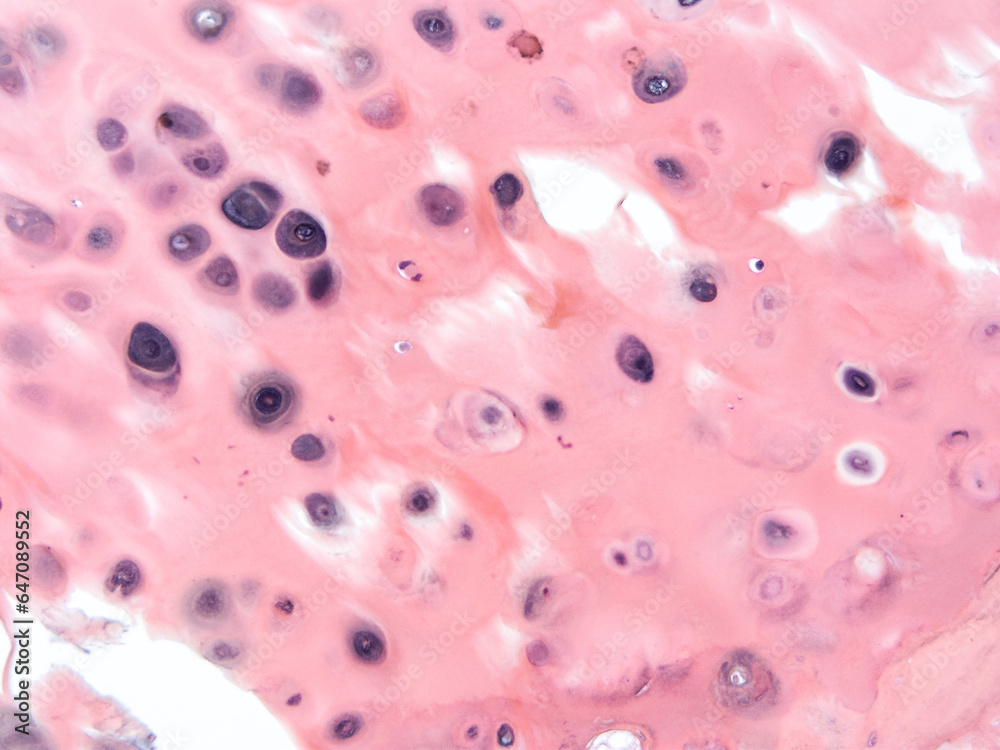 picture of histology human tissue with microscope from laboratory (not Illustration Designation) picture of histology human tissue with microscope from laboratory (not Illustration Designation)