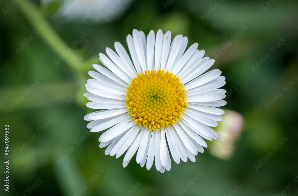Bellis perennis is a common European species of daisy, from the family Asteraceae. Bellis perennis is a common European species of daisy, from the family Asteraceae.