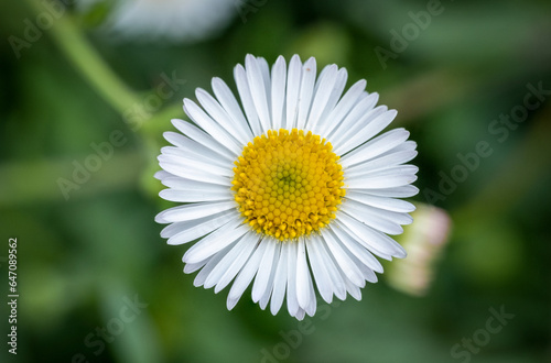 Bellis perennis is a common European species of daisy, from the family Asteraceae. © ipang