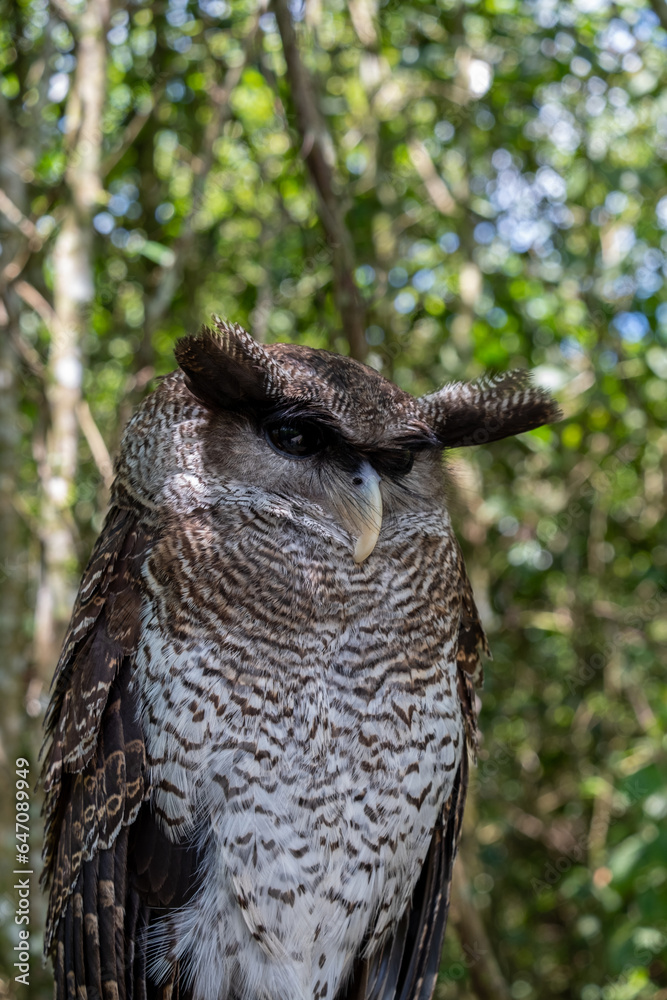 Obraz premium Apart from being known as the beluk jampuk, this owl is also known as the Malay eagle-owl and the hingkik owl.