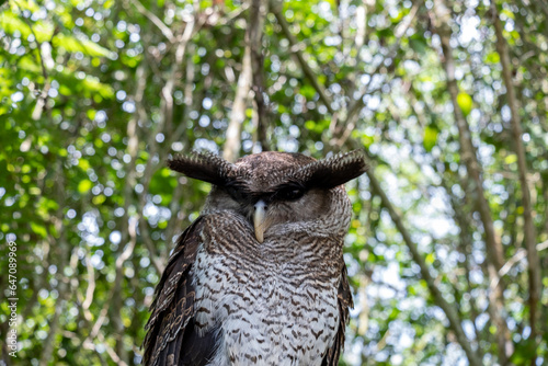 Apart from being known as the beluk jampuk, this owl is also known as the Malay eagle-owl and the hingkik owl.