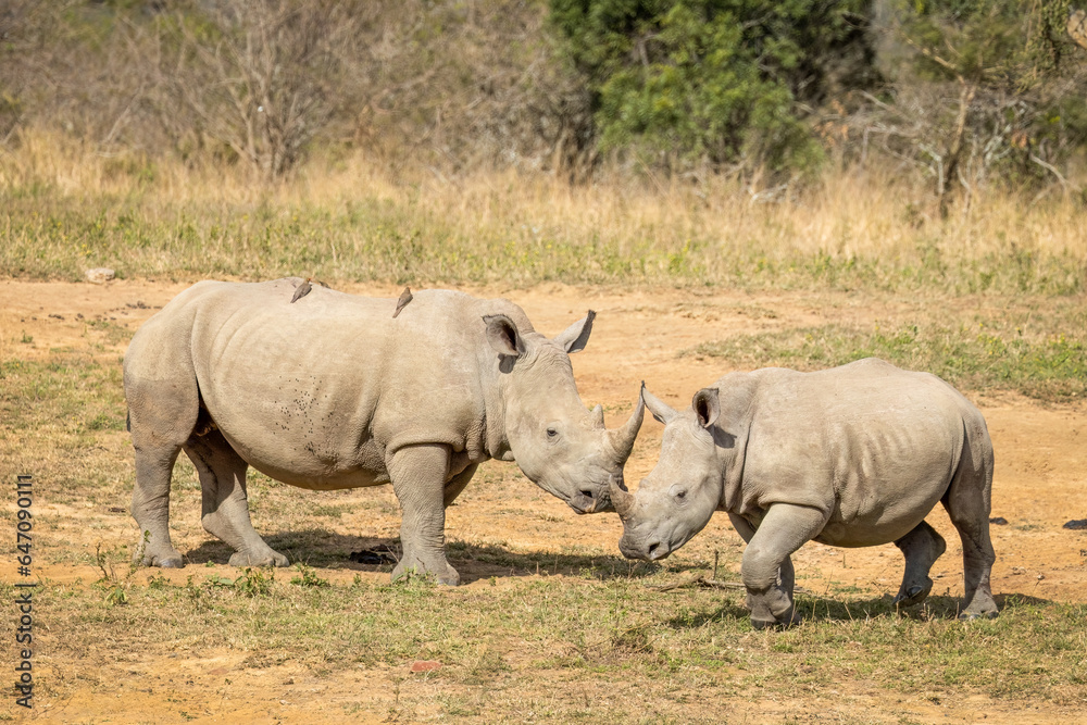 White rhinos, one fairly young, standing together while two oxpecker birds ride on the back of the larger female. White rhinos, one fairly young, standing together while two oxpecker birds ride on the back of the larger female.
