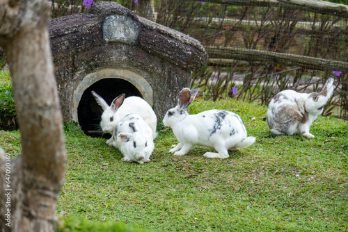 Domestic rabbits or more commonly known by their shortened form, rabbits, are a variety of domesticated European rabbits.