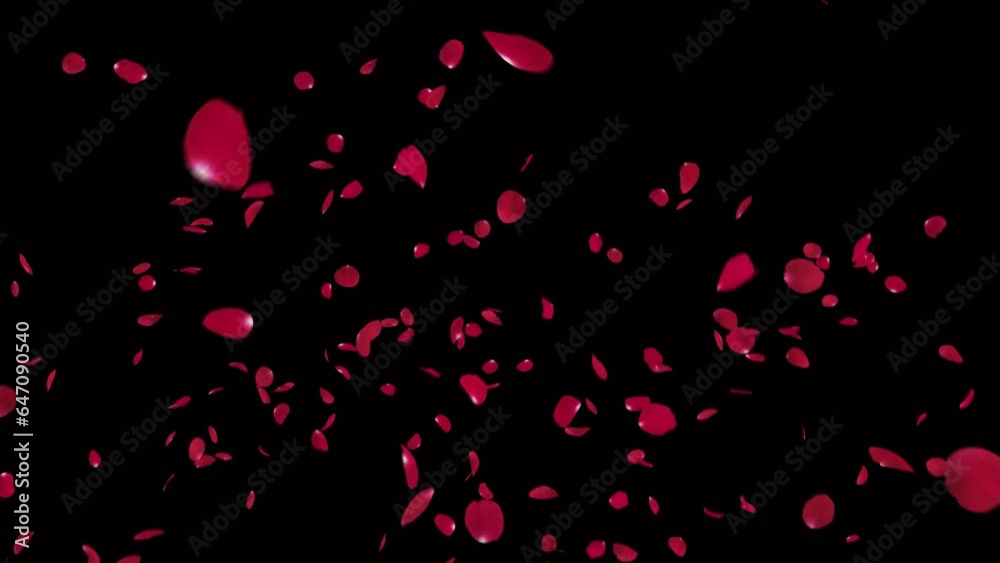 Red Rose Petals Burst on Alpha Channel. Element footage place on footage or background. Red Rose Petals Burst on Alpha Channel. Element footage place on footage or background.
