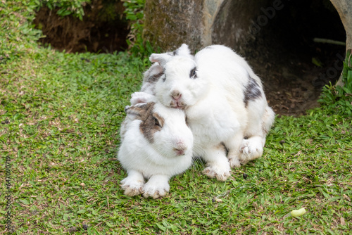 Domestic rabbits or more commonly known by their shortened form, rabbits, are a variety of domesticated European rabbits.