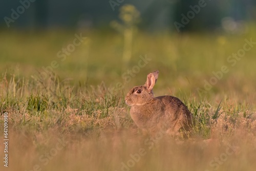 A European rabbit in the nature habitat. Oryctolagus cuniculus. Wildlife scene from nature. Portrait of a European rabbit. © Monikasurzin