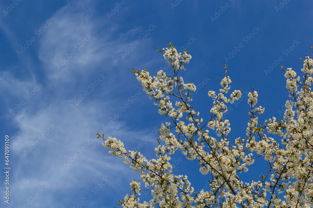 Selective focus of beautiful branches of cherry blossoms on the tree under blue sky, Beautiful Sakura flowers during spring season in the park, Floral pattern texture, Nature background Selective focus of beautiful branches of cherry blossoms on the tree under blue sky, Beautiful Sakura flowers during spring season in the park, Floral pattern texture, Nature background