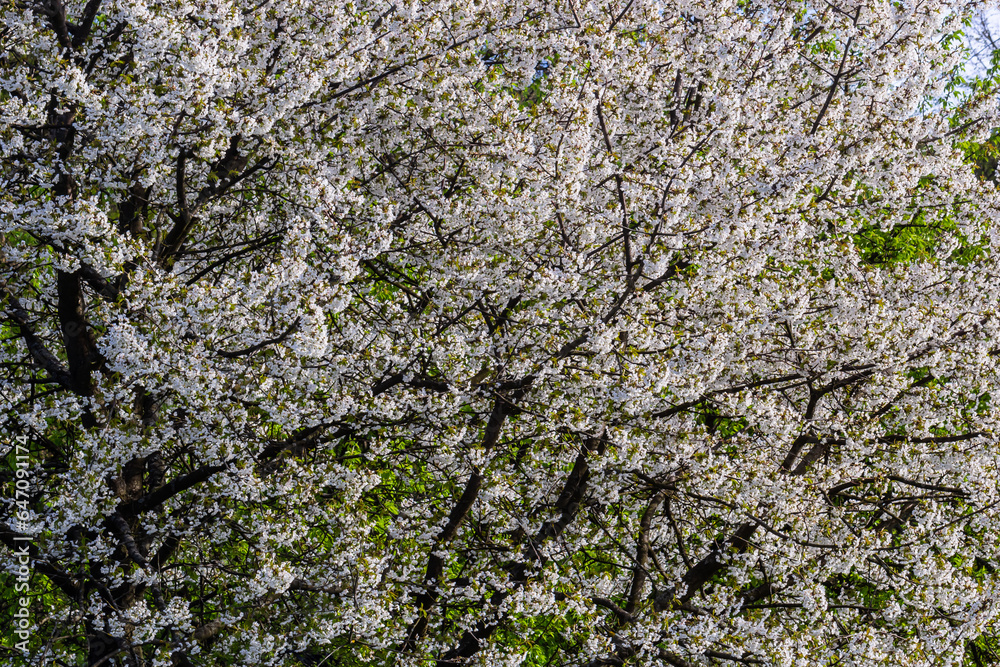 Selective focus of beautiful branches of cherry blossoms on the tree under blue sky, Beautiful Sakura flowers during spring season in the park, Floral pattern texture, Nature background Selective focus of beautiful branches of cherry blossoms on the tree under blue sky, Beautiful Sakura flowers during spring season in the park, Floral pattern texture, Nature background
