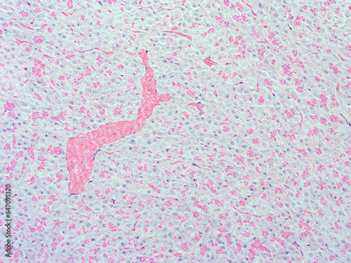 picture of histology human tissue with microscope from laboratory (not Illustration Designation)