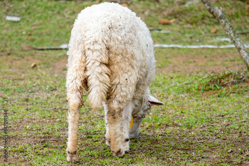 Sheep are eating grass on the farm.