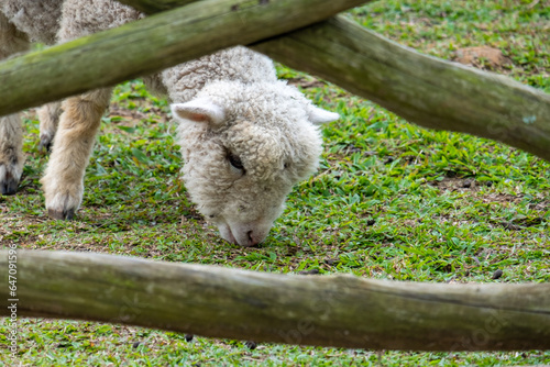 Sheep are eating grass on the farm.