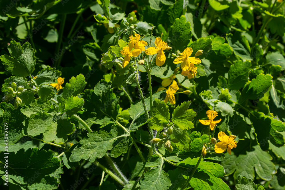 Macro photo of nature yellow flowers of celandine. Background blooming flowers plant celandine Macro photo of nature yellow flowers of celandine. Background blooming flowers plant celandine