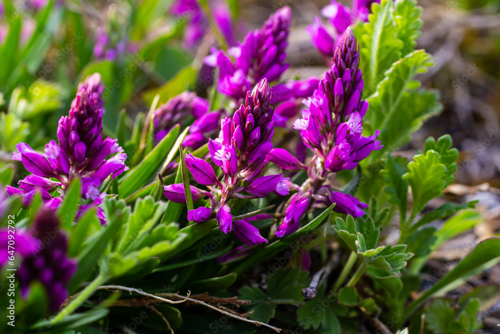 Polygala vulgaris, known as the common milkwort, is a herbaceous perennial plant of the family Polygalaceae. Polygala vulgaris subsp. oxyptera, Polygalaceae. Wild plant shot in summer Polygala vulgaris, known as the common milkwort, is a herbaceous perennial plant of the family Polygalaceae. Polygala vulgaris subsp. oxyptera, Polygalaceae. Wild plant shot in summer