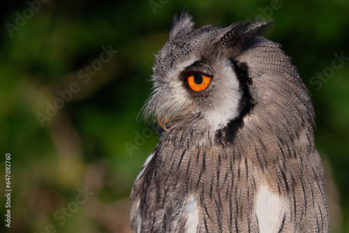 A close up half length profile portrait of a white faced cops owl. It is staring left with a large orange eye. there is space for text around the bird