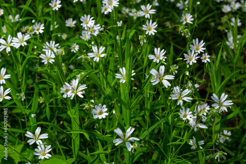 Stellaria holostea. delicate forest flowers of the chickweed, Stellaria holostea or Echte Sternmiere. floral background. white flowers on a natural green background. flowers in the spring forest