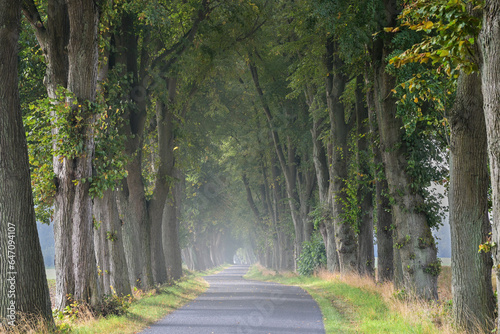 Obraz na plátně Traditional country road avenue with old lime trees on each side on a hazy day t