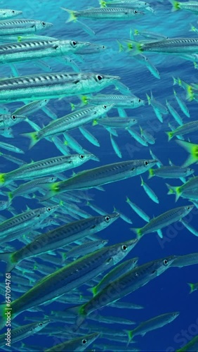 Vertical video, Big school of Barracudas swims out in different directions their haunts Jack fish. Yellow-tailed Barracuda (Sphyraena flavicauda) and Yellowspotted Trevally (Carangoides fulvoguttatus) photo