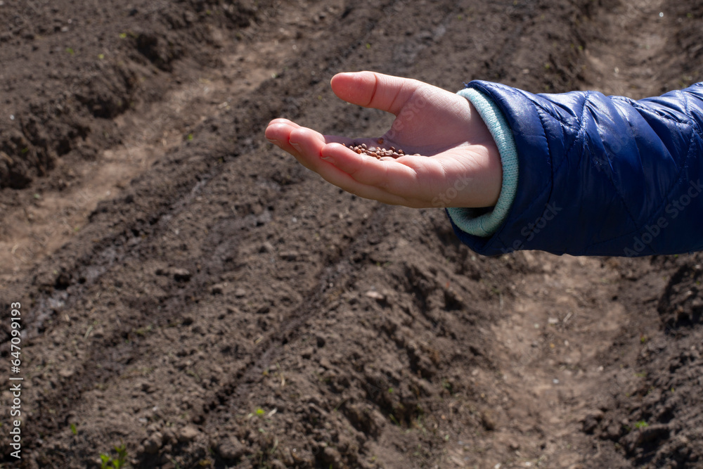 A small hand holds seeds in the background of plowed and prepared land for planting. A small hand holds seeds in the background of plowed and prepared land for planting.