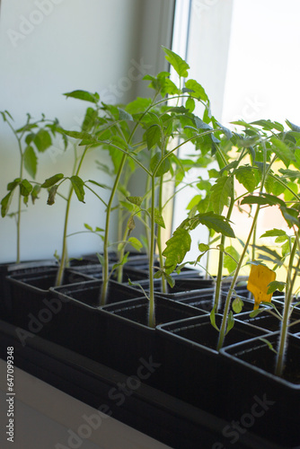 Tall tomato seedlings. Seedlings of selective tomatoes.