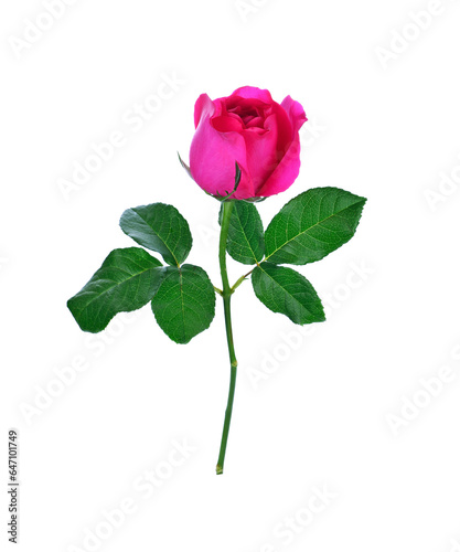 Pink rose transparent png