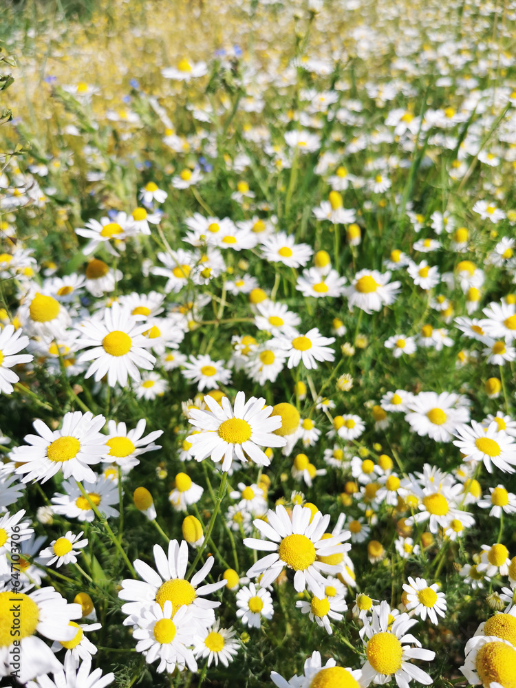 Fototapeta premium fresh camomile flowers