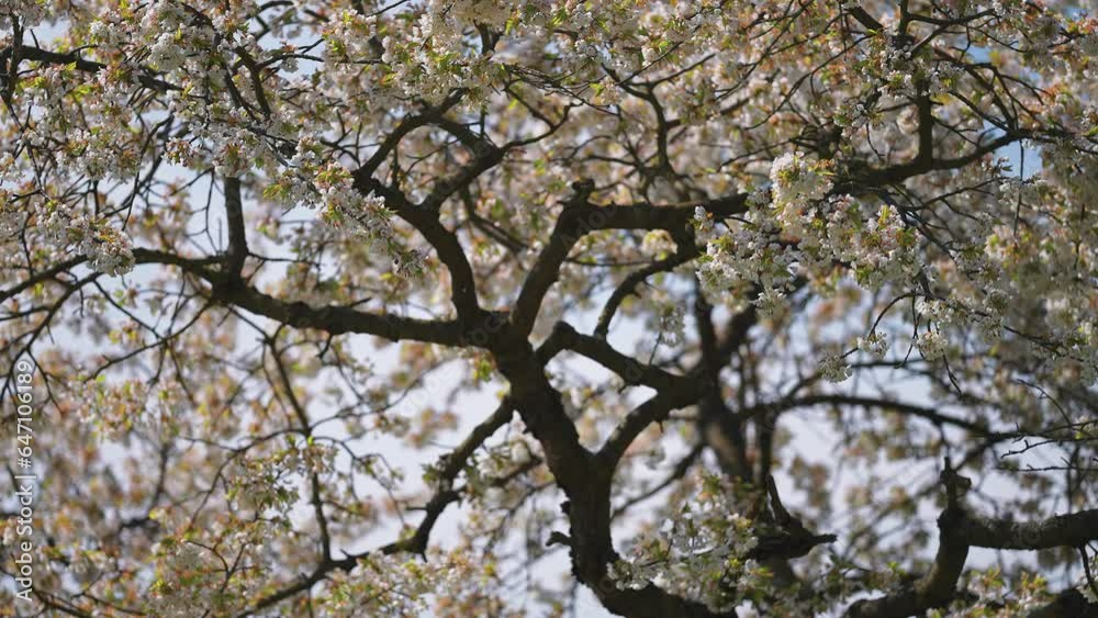 Apple trees in full bloom in the orchard in early spring. Apple trees in full bloom in the orchard in early spring.