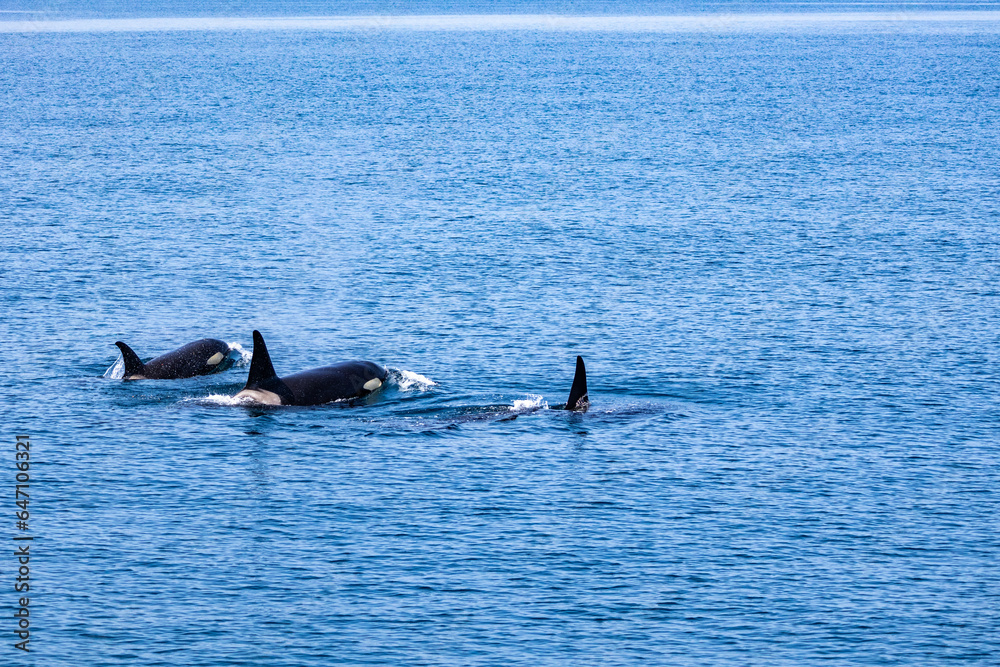 Fototapeta premium 羅臼のシャチクルーズ